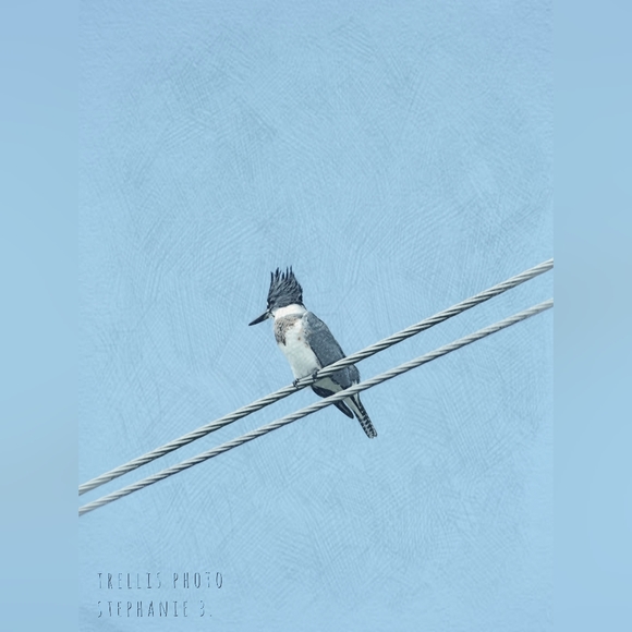 Original Photograph - Picture 1 of 1